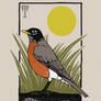 American Robin 2