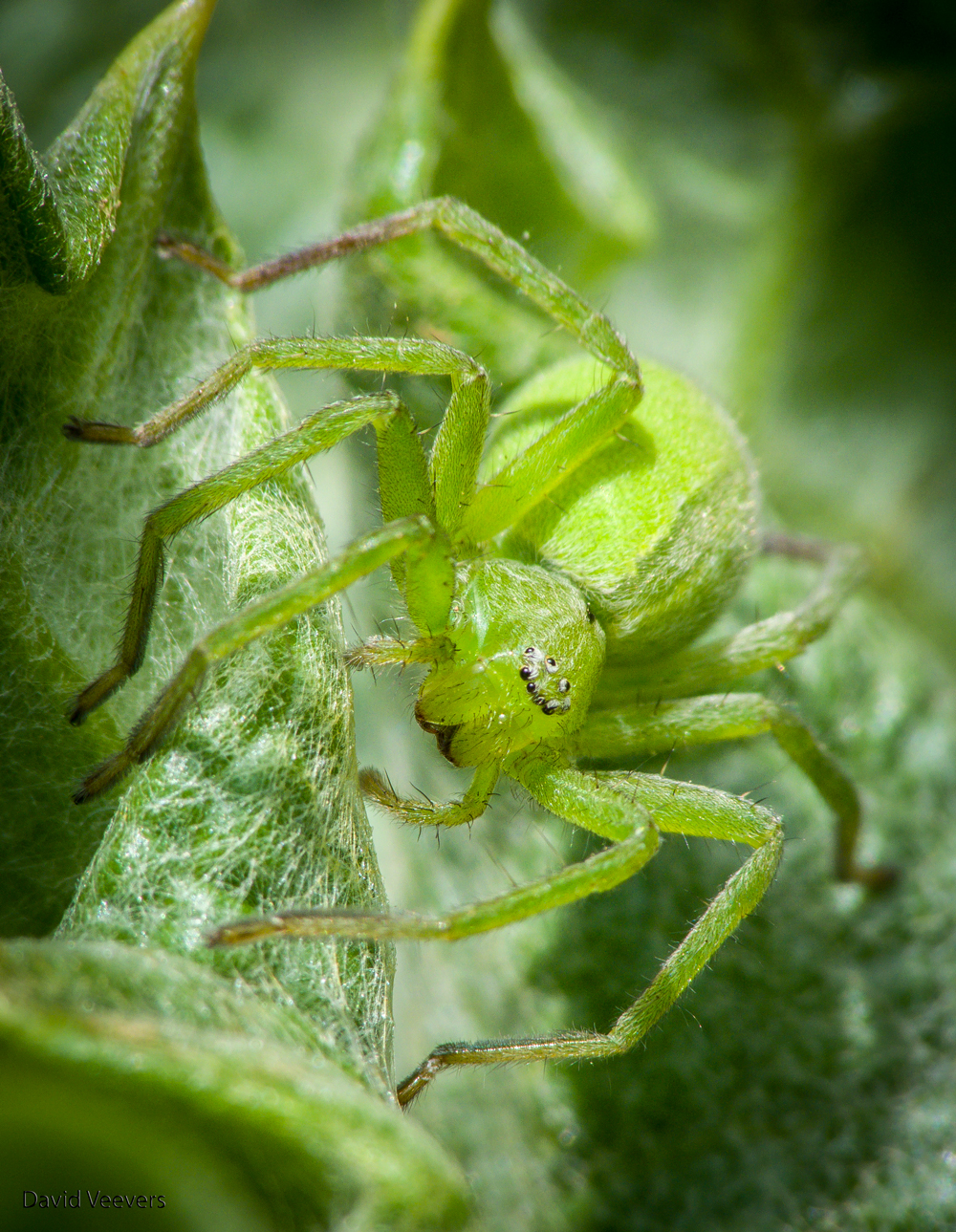 Green Spider