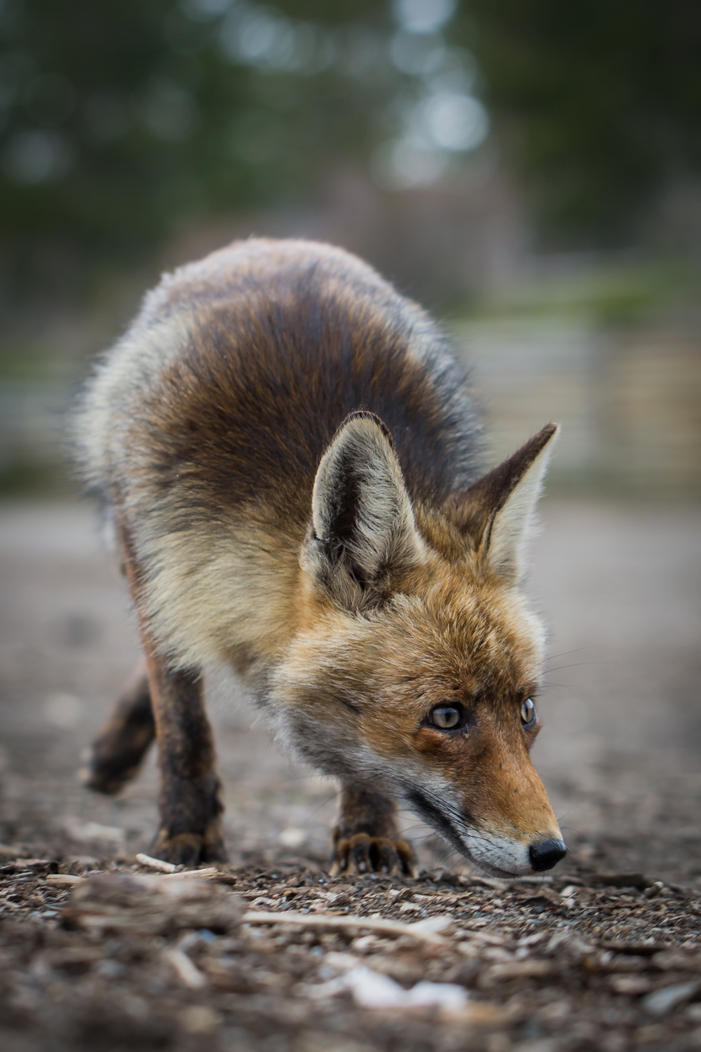 Fox