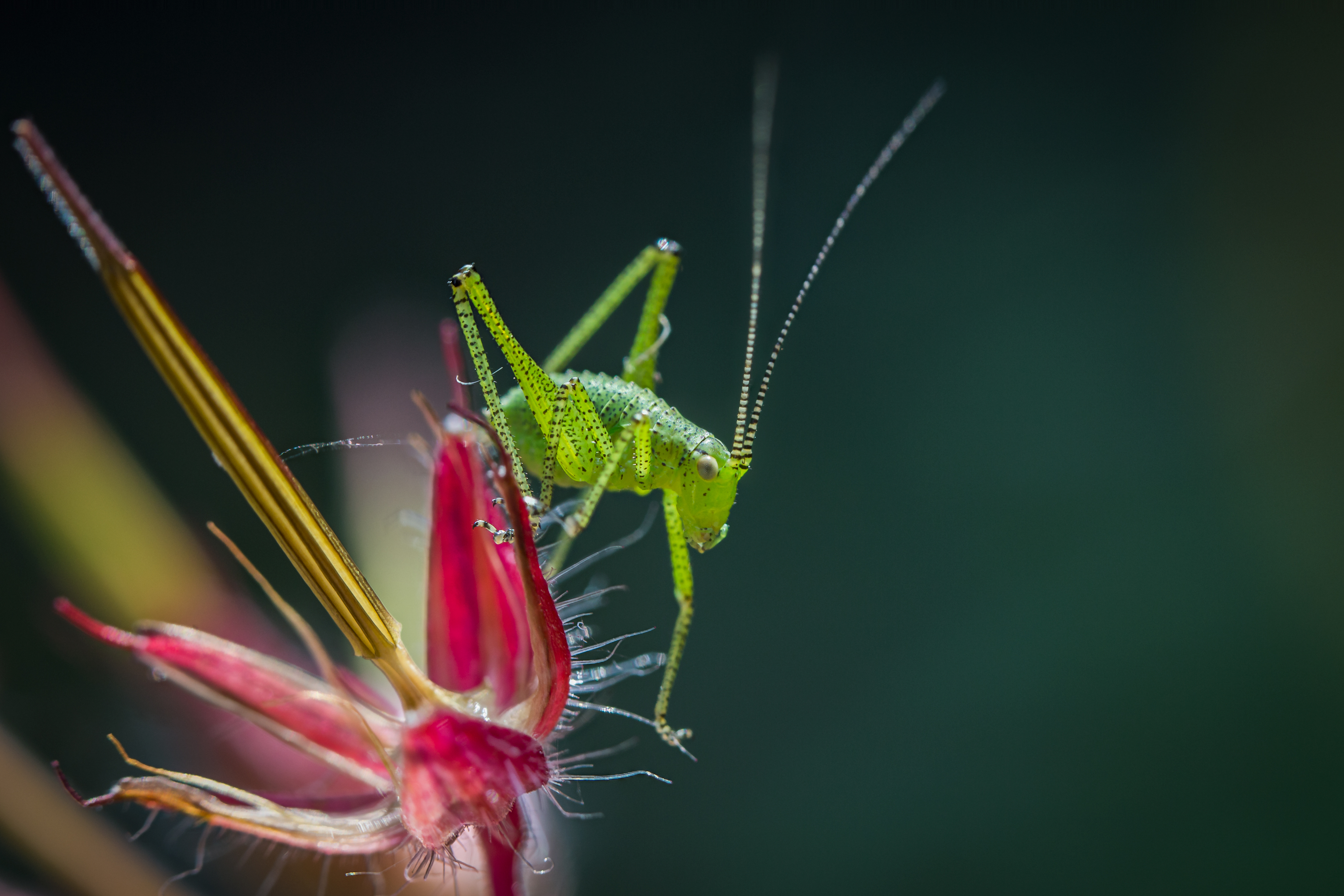 Speckled bush-cricket