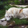 Wolf1 (Canis lupus mackenzii)