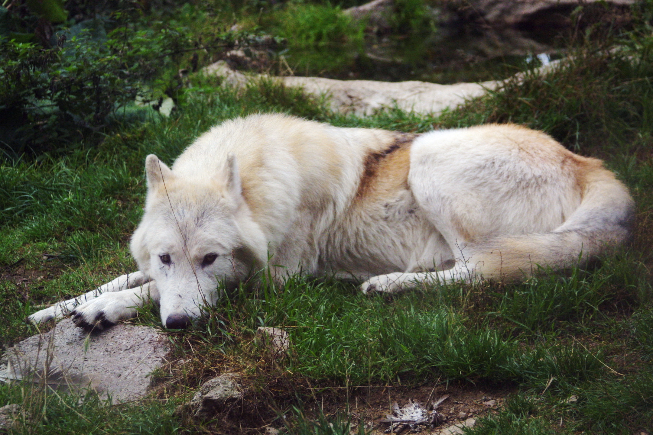 Wolf1 (Canis lupus mackenzii)