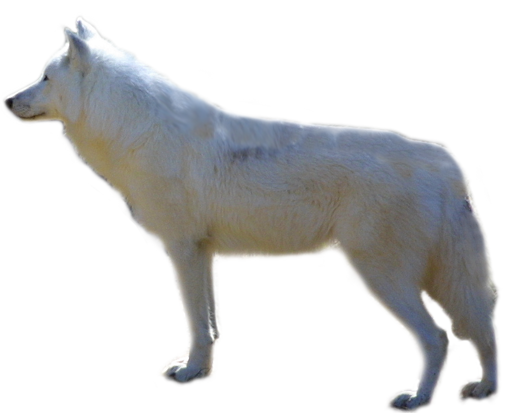 Arctic wolf PNG