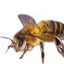 Bee2