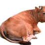 Cow png stock