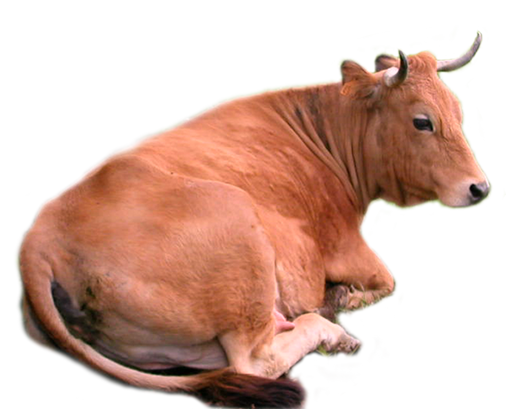 Cow png stock