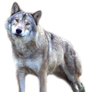 wolf png stock