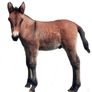Foal PNG stock