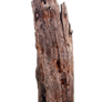 Dead tree PNG stock