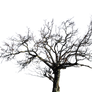 Tree PNG stock