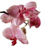 Orchid PNG stock