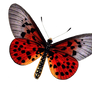 Butterfly 1 PNG stock