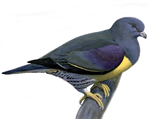 Pigeon PNG stock