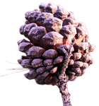 Pine cone png stock