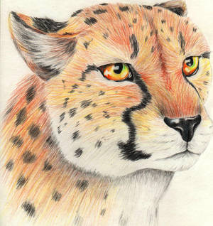 Cheetah