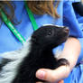 Baby Skunk