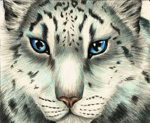 Snow Leopard