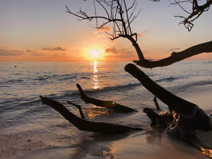 Driftwood