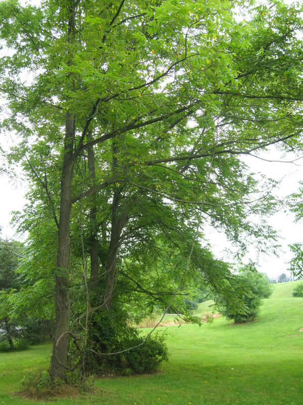 154. Tree with Vines