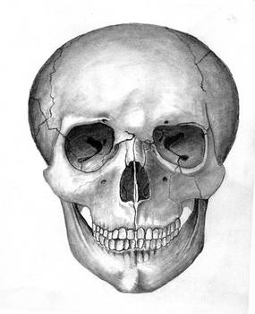 Skull drawing