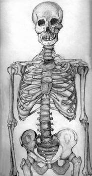 Skeleton drawing