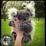 SOLD- Handmade Poseable Baby Koala Bear!