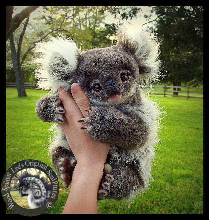 Про улыбающихся зверят. Шпиц коала. Необычные звери. Необычные зверьки. Самые милые животные.