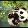 SOLD  HANDMADE Poseable Baby Panda! Glummy-Bear!