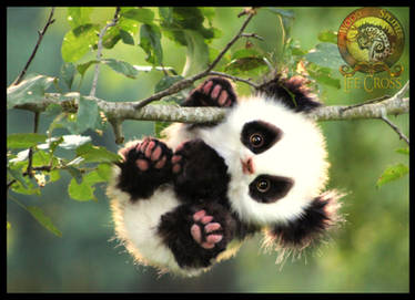 SOLD  HANDMADE Poseable Baby Panda! Glummy-Bear!
