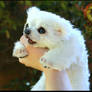 Handmade Poseable Baby Polar Bear