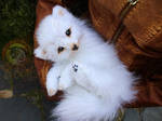 Sold, Baby Arctic Fox! by Wood-Splitter-Lee