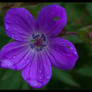 Purple flowers 3