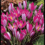 Crocus flowers 3