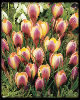 Crocus