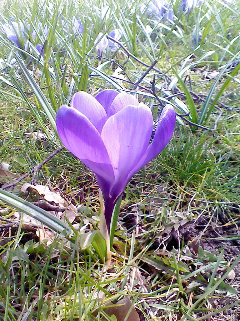 Crocus 14