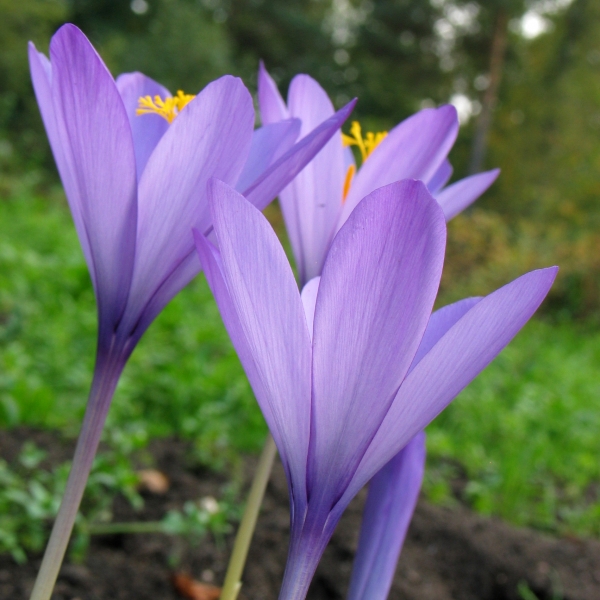 Crocus 17