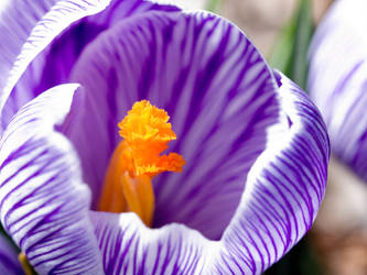 Crocus 19