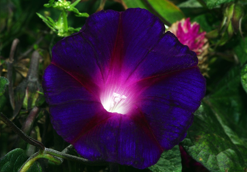 Purple Flower 4