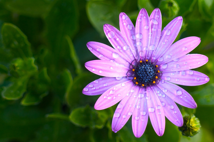 Drop of Flower