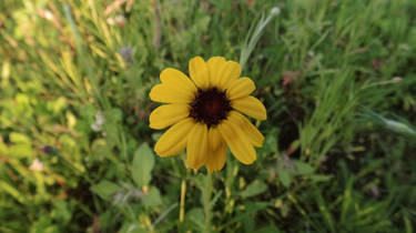 Mini Sun Flower