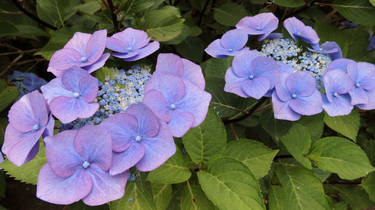 Blue and purple flowers