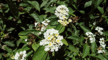 White mini flowers