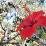 Tree Red Blossom 2