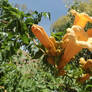 Orange flowers of plant