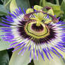 Passiflora
