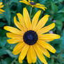 Rudbeckia fulgida