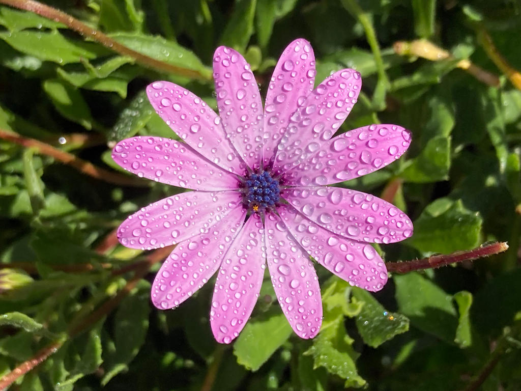 Dimorphotheca Ecklonis