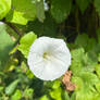 Calystegia silvatica III