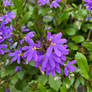 Scaevola aemula
