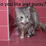 wet pussy